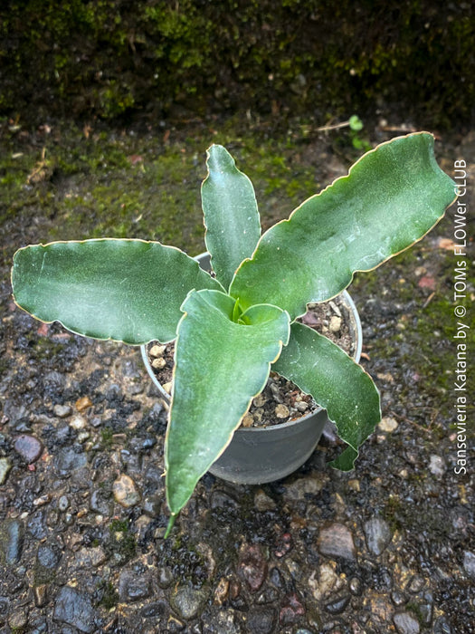 Sansevieria Katana, snake plant, organically grown succulent plants for sale at TOMs FLOWer CLUB.