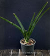Sansevieria Katana, organically grown succulent plants for sale at TOMs FLOWer CLUB.