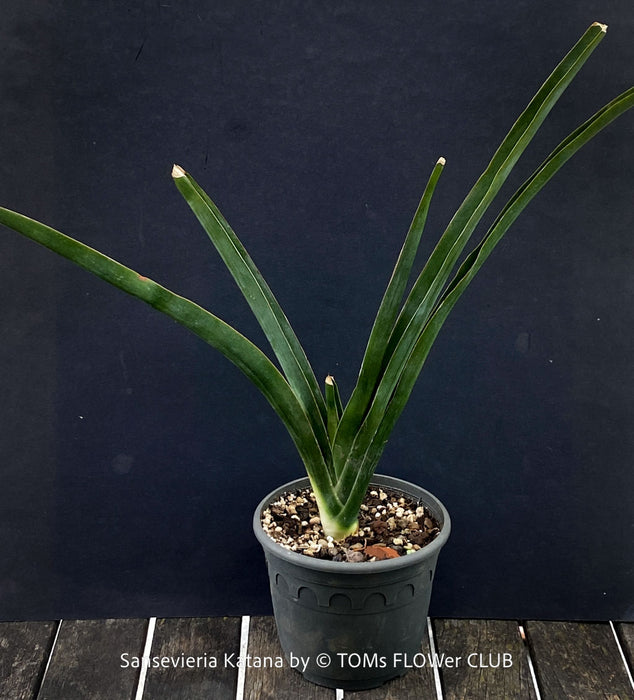 Sansevieria Katana, organically grown succulent plants for sale at TOMs FLOWer CLUB.
