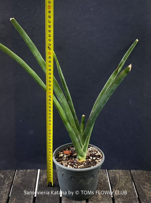 Sansevieria Katana, organically grown succulent plants for sale at TOMs FLOWer CLUB.