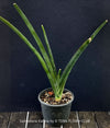Sansevieria Katana, organically grown succulent plants for sale at TOMs FLOWer CLUB.