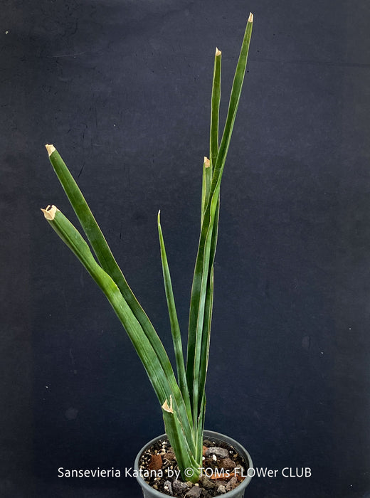 Sansevieria Katana, organically grown succulent plants for sale at TOMs FLOWer CLUB.