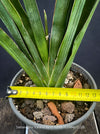 Sansevieria Katana, organically grown succulent plants for sale at TOMs FLOWer CLUB.