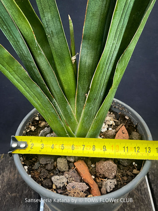 Sansevieria Katana, organically grown succulent plants for sale at TOMs FLOWer CLUB.