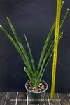 Sansevieria Katana, organically grown succulent plants for sale at TOMs FLOWer CLUB.