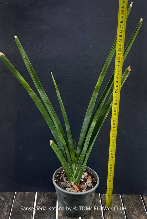 Sansevieria Katana, organically grown succulent plants for sale at TOMs FLOWer CLUB.
