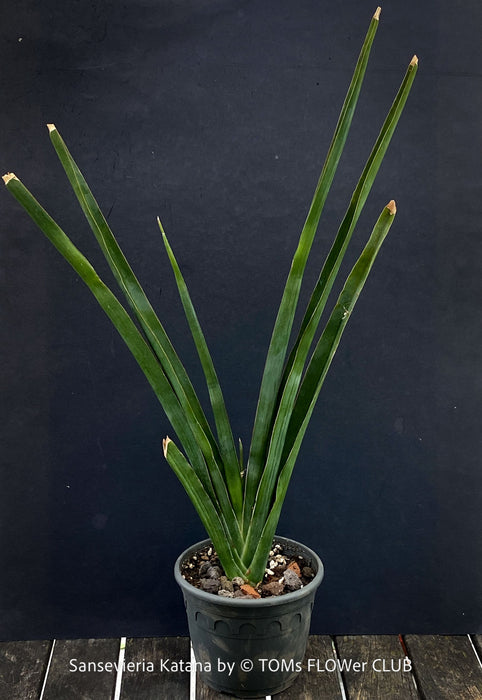 Sansevieria Katana, organically grown succulent plants for sale at TOMs FLOWer CLUB.