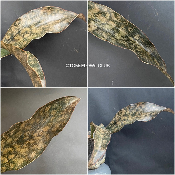 sansevieria kirkii pulchra coppertone for sale Sansevieria Kirkii Pulchra Coppertone | organically grown succulent plants