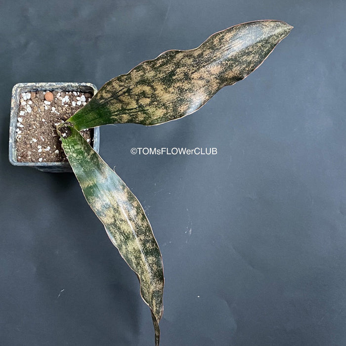 Sansevieria Kirkii Pulchra Coppertone organically grown succulent plants for sale at TOMs FLOWer CLUB.