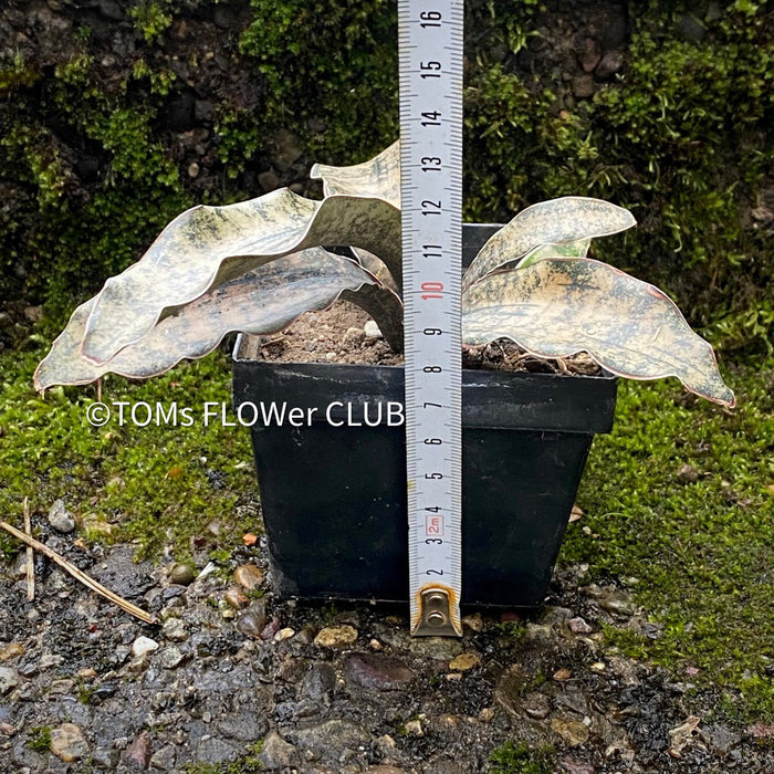 sansevieria kirkii pulchra coppertone for sale Sansevieria Kirkii Pulchra Coppertone