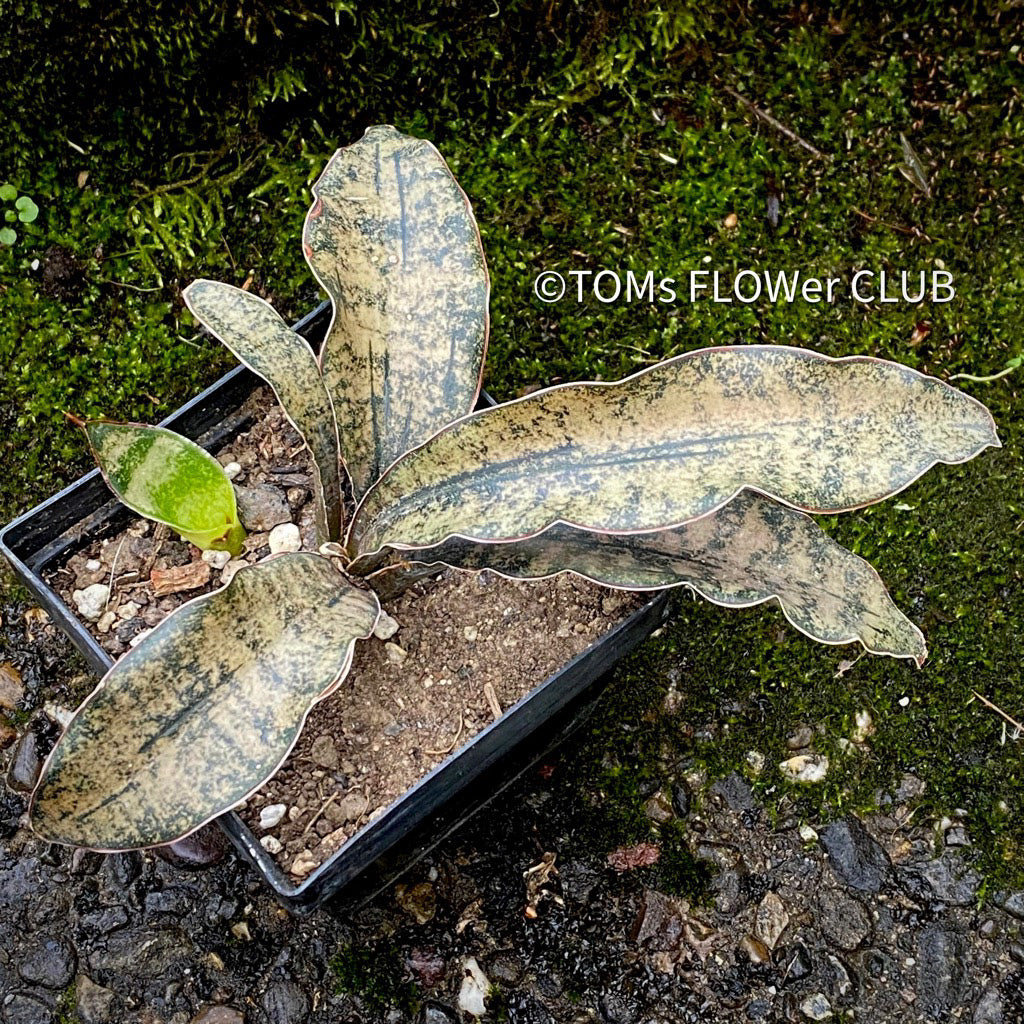 sansevieria kirkii 'coppertone' Sansevieria Kirkii Pulchra Coppertone