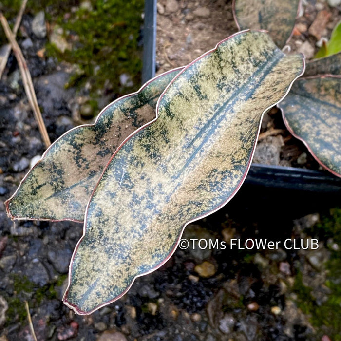 sansevieria kirkii coppertone Sansevieria Kirkii Pulchra Coppertone | organically grown succulent plants