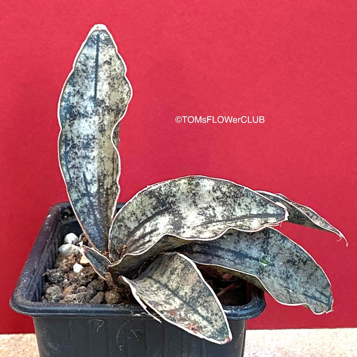sansevieria kirkii pulchra Sansevieria Kirkii Pulchra Coppertone | organically grown succulent plants