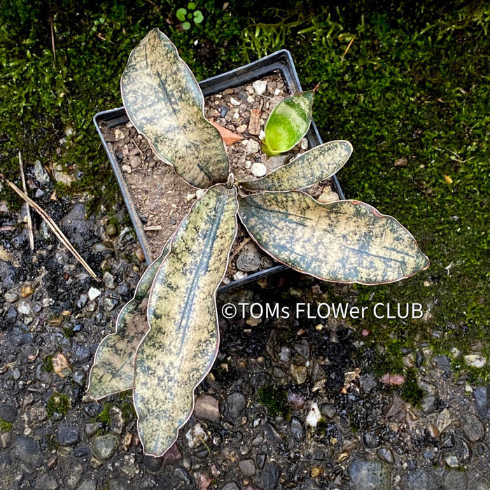 Sansevieria Kirkii Pulchra Coppertone organically grown succulent plants for sale at TOMs FLOWer CLUB.