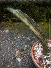 Sansevieria Kirkii Pulchra Coppertone organically grown succulent plants for sale at TOMs FLOWer CLUB.