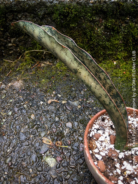 Sansevieria Kirkii Pulchra Coppertone organically grown succulent plants for sale at TOMs FLOWer CLUB.