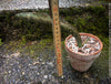 Sansevieria Kirkii Pulchra Coppertone organically grown succulent plants for sale at TOMs FLOWer CLUB.