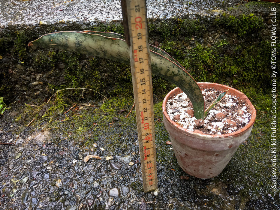 Sansevieria Kirkii Pulchra Coppertone organically grown succulent plants for sale at TOMs FLOWer CLUB.