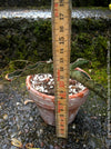 Sansevieria Kirkii Pulchra Coppertone organically grown succulent plants for sale at TOMs FLOWer CLUB.