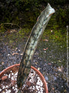 Sansevieria Kirkii Pulchra Coppertone organically grown succulent plants for sale at TOMs FLOWer CLUB.