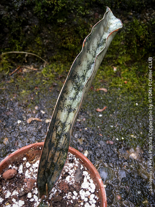 Sansevieria Kirkii Pulchra Coppertone organically grown succulent plants for sale at TOMs FLOWer CLUB.