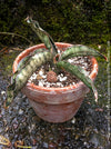 Sansevieria Kirkii Pulchra Coppertone organically grown succulent plants for sale at TOMs FLOWer CLUB.