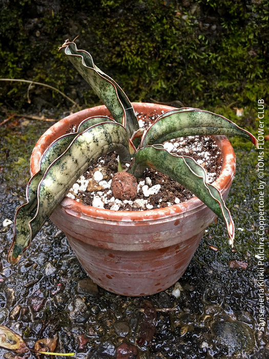 Sansevieria Kirkii Pulchra Coppertone organically grown succulent plants for sale at TOMs FLOWer CLUB.