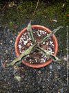 Sansevieria Kirkii Pulchra Coppertone organically grown succulent plants for sale at TOMs FLOWer CLUB.