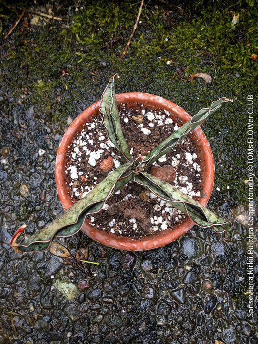 Sansevieria Kirkii Pulchra Coppertone organically grown succulent plants for sale at TOMs FLOWer CLUB.