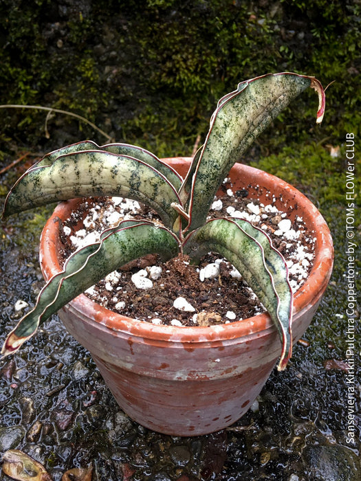 sansevieria kirkii for sale Sansevieria Kirkii Pulchra Coppertone
