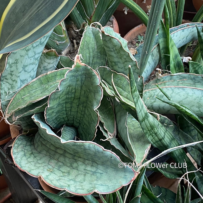 sansevieria kirkii silver Sansevieria Kirkii Silverblue | organically grown succulent plants