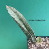 Sansevieria Kirkii Silverblue organically grown succulent plants for sale at TOMsFLOWer CLUB, Schwiegermutterzunge, Svorkryne jazyky, Luftreinigende Pflanzen, Zimmerpflanze, Katzenfreundliche Pflanze