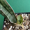 Sansevieria Kirkii Silverblue organically grown succulent plants for sale at TOMs FLOWer CLUB, Schwiegermutterzunge, Svorkryne jazyky, Luftreinigende Pflanzen, Zimmerpflanze, Katzenfreundliche Pflanze