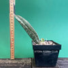 Sansevieria Kirkii Silverblue organically grown succulent plants for sale at TOMs FLOWer CLUB, Schwiegermutterzunge, Svorkryne jazyky, Luftreinigende Pflanzen, Zimmerpflanze, Katzenfreundliche Pflanze