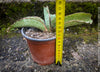 Sansevieria Kirkii Silverblue organically grown succulent snake plants for sale at TOMs FLOWer CLUB. Schwiegermutterzunge, Svorkryne jazyky, Luftreinigende Pflanzen, Zimmerpflanze, Katzenfreundliche Pflanze