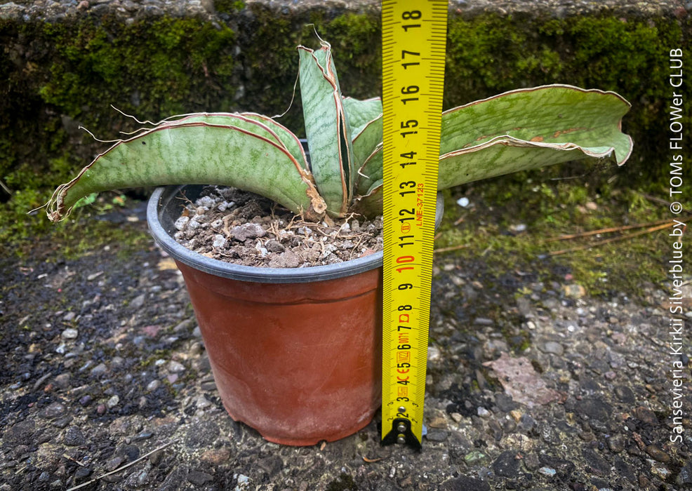 sansevieria kirkii silver blue for sale Sansevieria Kirkii Silverblue