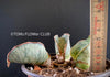 Sansevieria Kirkii Silverblue organically grown succulent plants for sale at TOMs FLOWer CLUB.