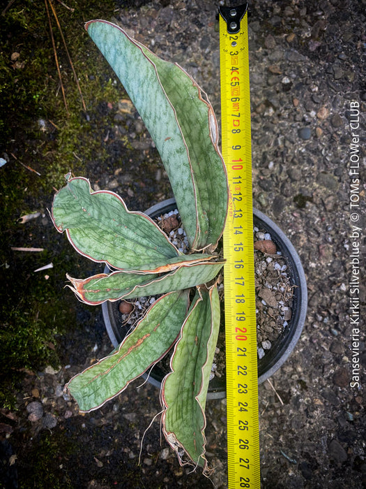 Sansevieria Kirkii Silverblue organically grown succulent snake plants for sale at TOMs FLOWer CLUB. Schwiegermutterzunge, Svorkryne jazyky, Luftreinigende Pflanzen, Zimmerpflanze, Katzenfreundliche Pflanze