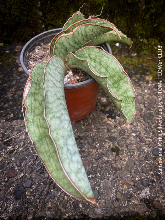 Sansevieria Kirkii Silverblue organically grown succulent snake plants for sale at TOMs FLOWer CLUB. Schwiegermutterzunge, Svorkryne jazyky, Luftreinigende Pflanzen, Zimmerpflanze, Katzenfreundliche Pflanze