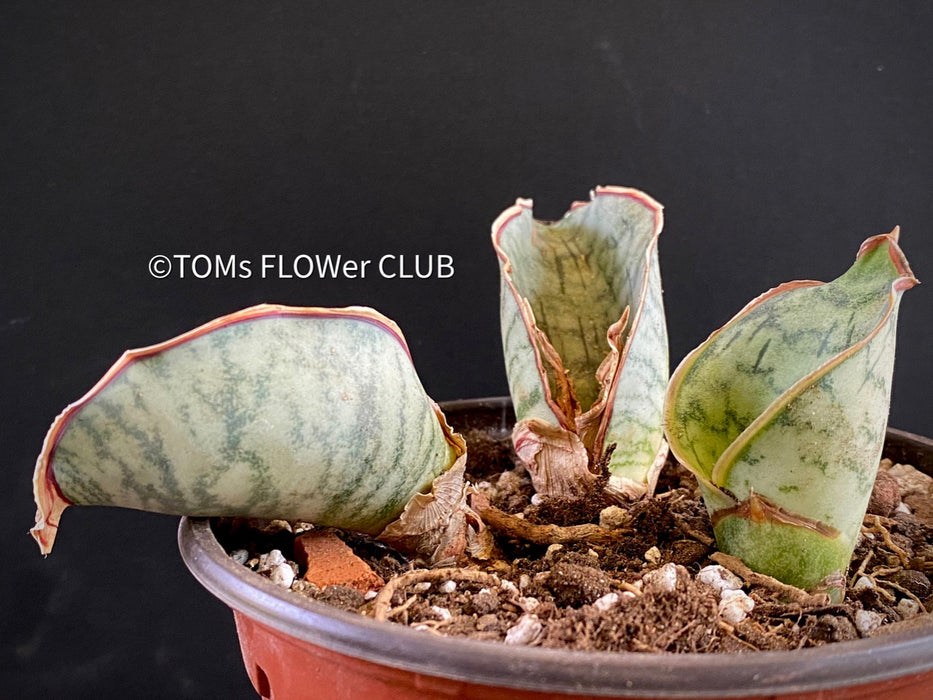 Sansevieria Kirkii Silverblue organically grown succulent plants for sale at TOMs FLOWer CLUB.