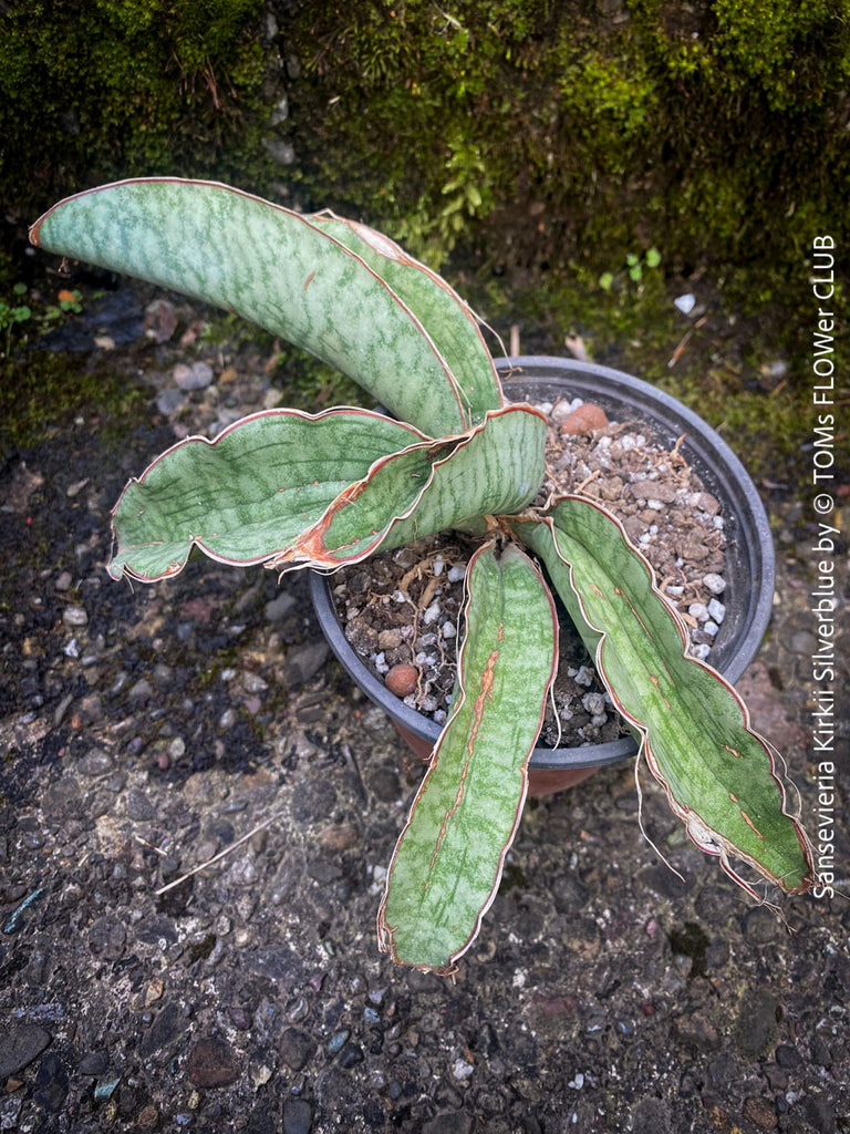 Sansevieria Kirkii Silverblue | organically grown succulent plants