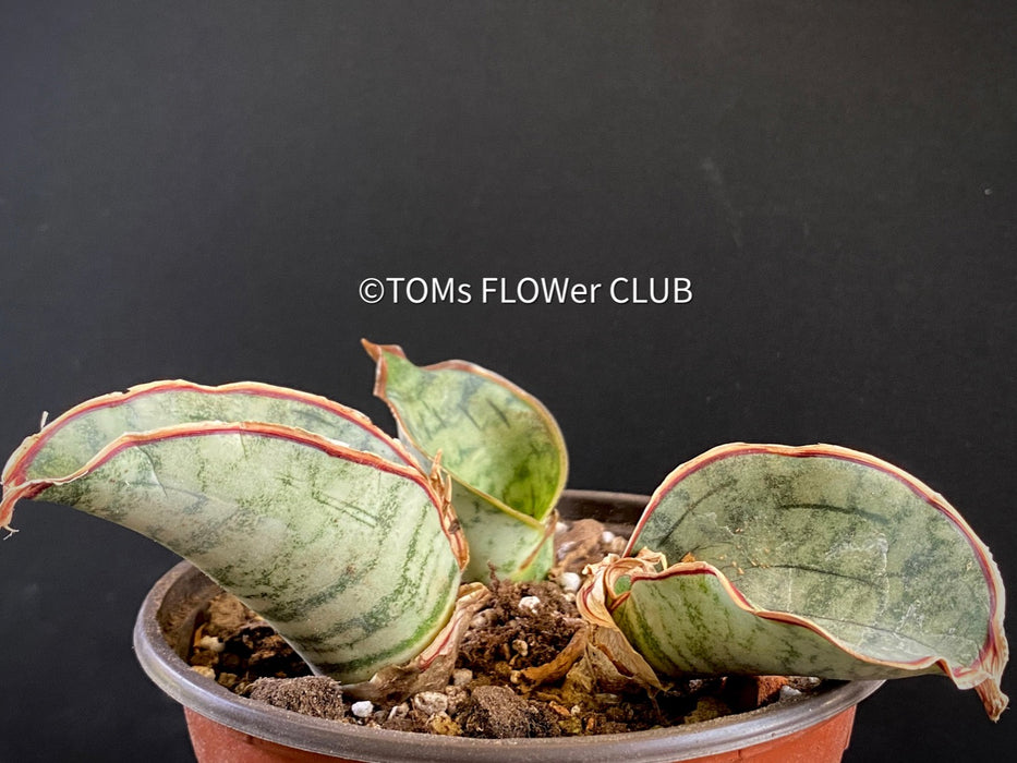 Sansevieria Kirkii Silverblue organically grown succulent plants for sale at TOMs FLOWer CLUB.