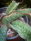 Sansevieria Kirkii Silverblue organically grown succulent snake plants for sale at TOMs FLOWer CLUB. Schwiegermutterzunge, Svorkryne jazyky, Luftreinigende Pflanzen, Zimmerpflanze, Katzenfreundliche Pflanze