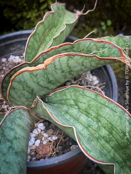 Sansevieria Kirkii Silverblue organically grown succulent snake plants for sale at TOMs FLOWer CLUB. Schwiegermutterzunge, Svorkryne jazyky, Luftreinigende Pflanzen, Zimmerpflanze, Katzenfreundliche Pflanze