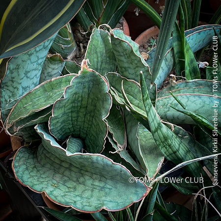 Sansevieria Kirkii Silverblue organically grown succulent snake plants for sale at TOMs FLOWer CLUB. Schwiegermutterzunge, Svorkryne jazyky, Luftreinigende Pflanzen, Zimmerpflanze, Katzenfreundliche Pflanze