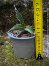 Sansevieria Lavranos Aurea Variegata, organically grown succulent plants for sale at TOMs FLOWer CLUB.