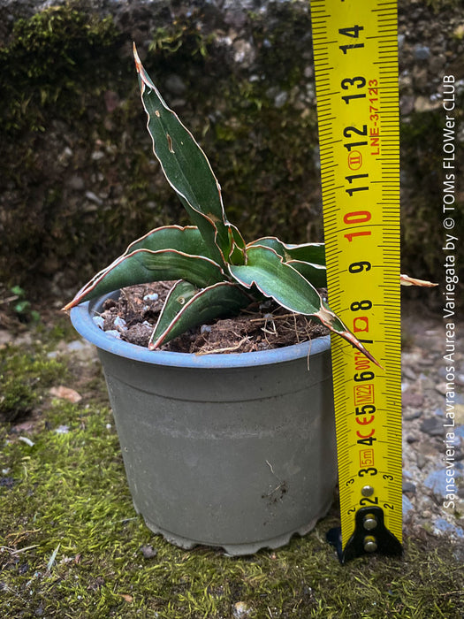 Sansevieria Lavranos Aurea Variegata, organically grown succulent plants for sale at TOMs FLOWer CLUB.