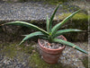 Sansevieria Lavranos Aurea Variegata, organically grown succulent plants for sale at TOMs FLOWer CLUB.