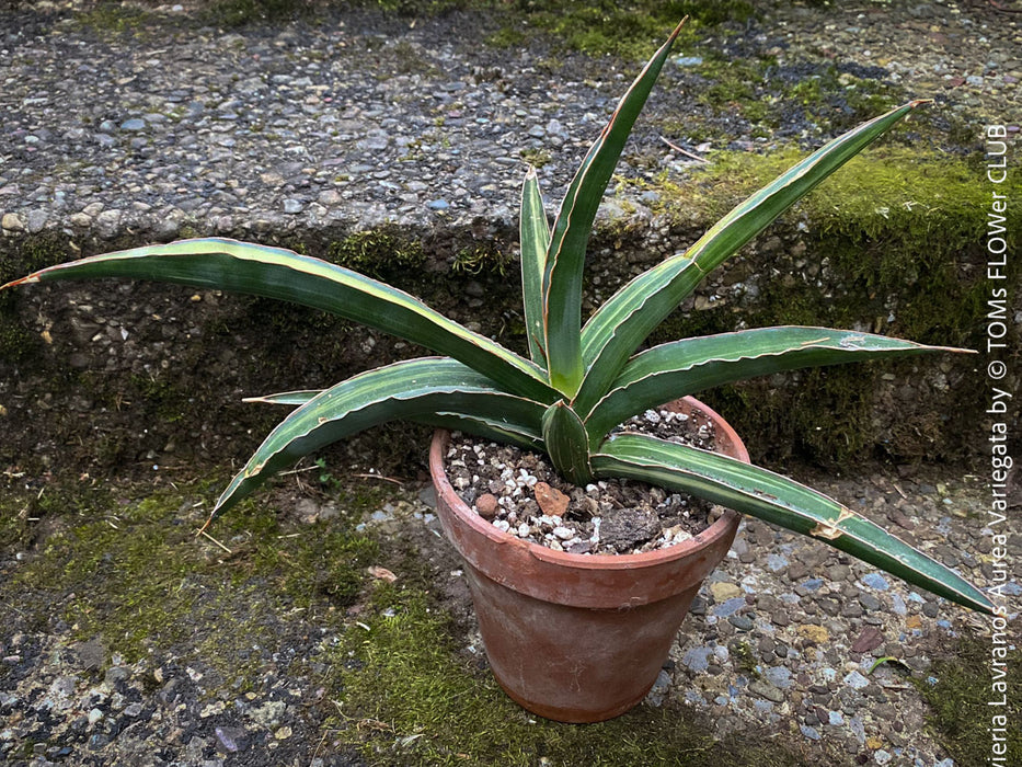 Sansevieria Lavranos Aurea Variegata, organically grown succulent plants for sale at TOMs FLOWer CLUB.