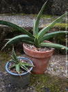 Sansevieria Lavranos Aurea Variegata, organically grown succulent plants for sale at TOMs FLOWer CLUB.